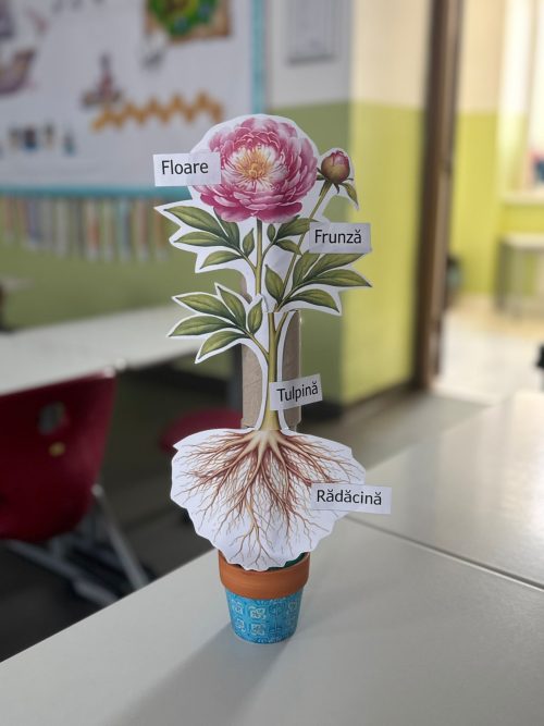 Părțile plantei- material educațional